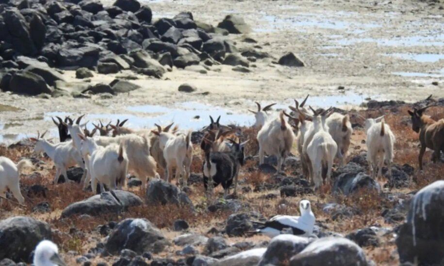 زندگی بزهای اسرارآمیز در جزیرهای بدون آب شیرین