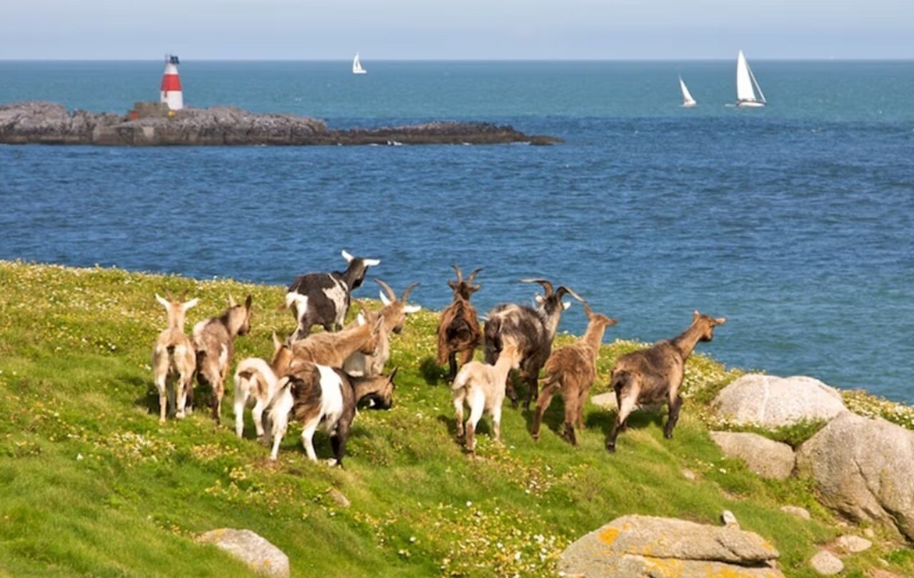 زندگی بزهای اسرارآمیز در جزیرهای بدون آب شیرین