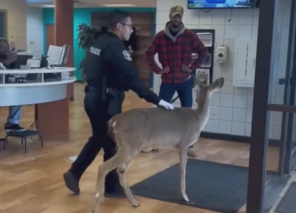 ورود گوزن به یک سازمان اجتماعی و مذهبی/ عکس