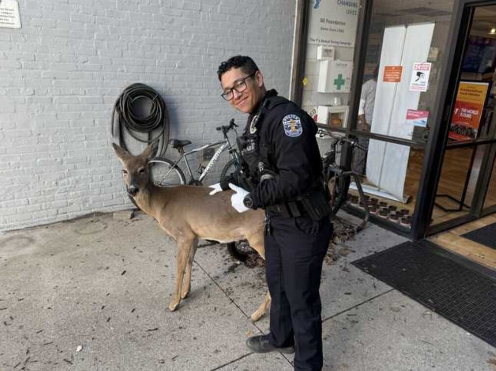 ورود گوزن به یک سازمان اجتماعی و مذهبی/ عکس