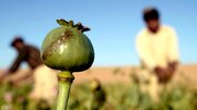 هشدار برای ورود تریاک ایرانی به بازار با یک نام عجیب!