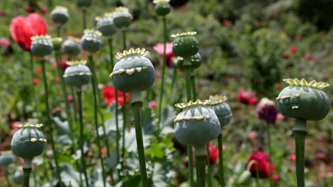 واکنش به درخواست یک نماینده برای کشت قانونی خشخاش/ در ایران ۱۷ درصد مردم میل به مصرف موادمخدر دارند/ شرط و شروط کشت خشخاش در کشور