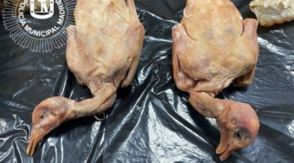 سرو کبوتر خیابانی بهجای اردک در یک رستوران/ عکس