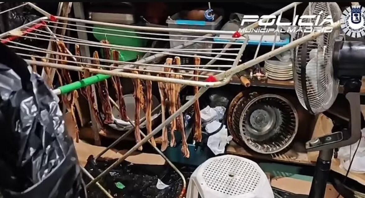 سرو کبوتر خیابانی بهجای اردک در یک رستوران/ عکس