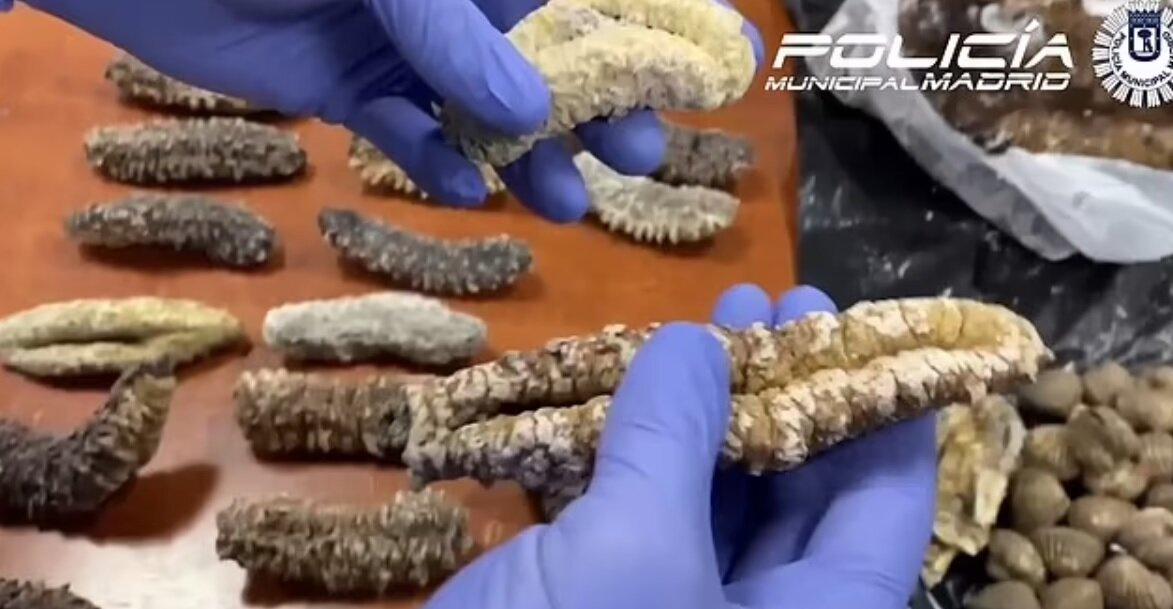 سرو کبوتر خیابانی بهجای اردک در یک رستوران/ عکس