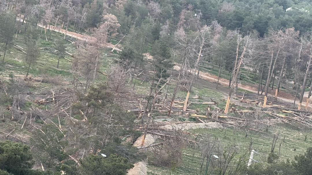 هشدار درباره مرگ خاموش درختان بوستان جنگلی تهران/ حذف نکردن درختان آفتزده، آغازگر بحران تازه