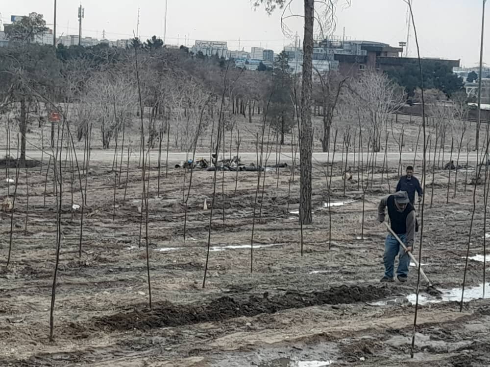 هشدار درباره مرگ خاموش درختان بوستان جنگلی تهران/ حذف نکردن درختان آفتزده، آغازگر بحران تازه