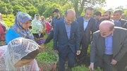 کشاورزان چایکار در برداشت برگ سبزچای با کیفیت  رقابت واز قیمت بالا بهره مند شوند