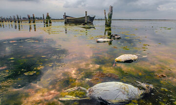 تکلیف احداث پتروشیمی در میانکاله روشن شد؟/ وزارت کشاورزی موظف به بازپس گرفتن زمین شد تکلیف احداث پتروشیمی در میانکاله روشن شد؟/ وزارت کشاورزی موظف به بازپس گرفتن زمین شد
