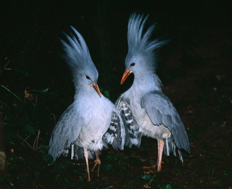 پرندهای کمیاب با یک ویژگی بینظیر در میان تمام پرندگان