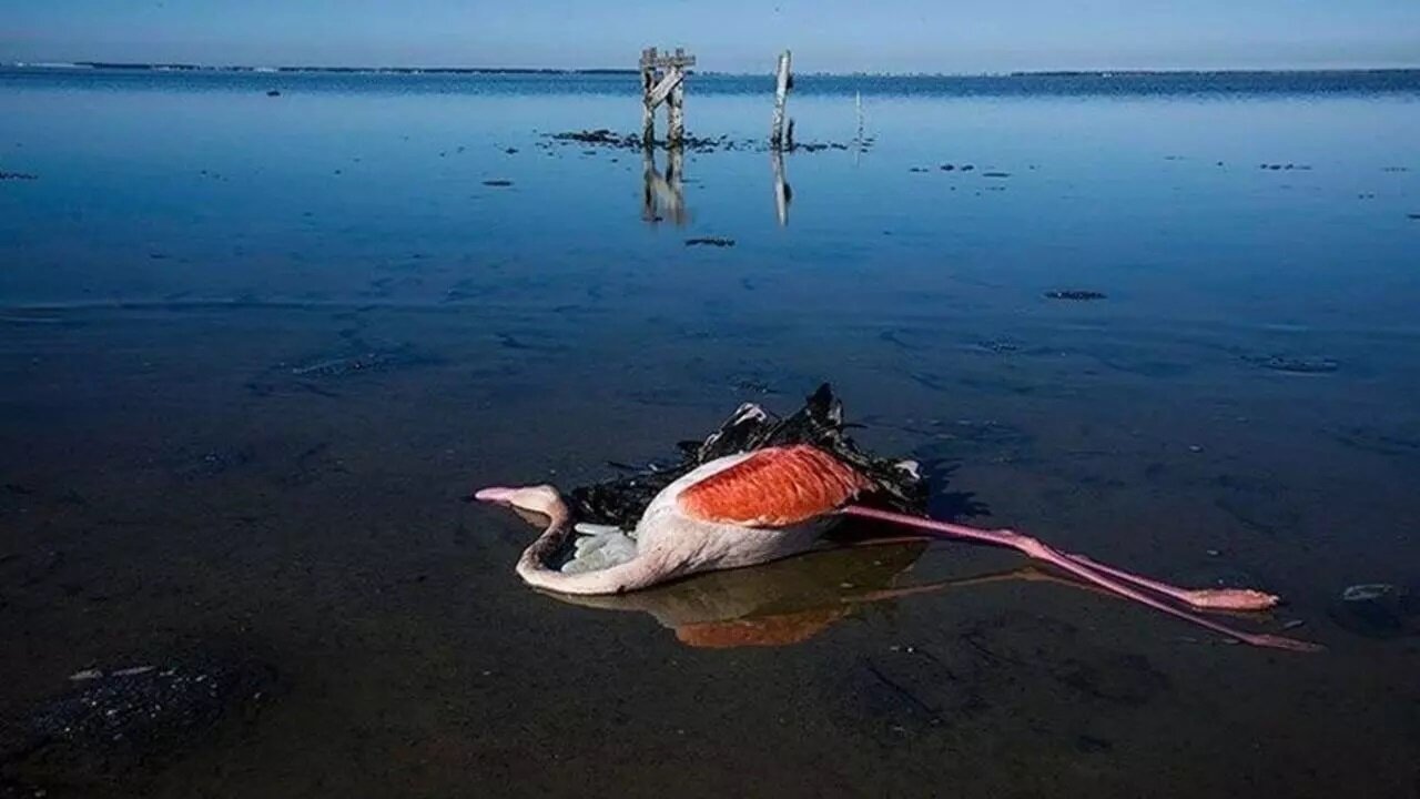 از میانکاله تا انزلی؛ فریاد تالابها برای نجات/ سطح آب دریای خزر تا ۲۵ سال آینده تا ۶ متر کاهش مییابد