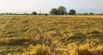 بیش از 8هزار هکتار از باغات قزوین شناسنامه‌دار شدند