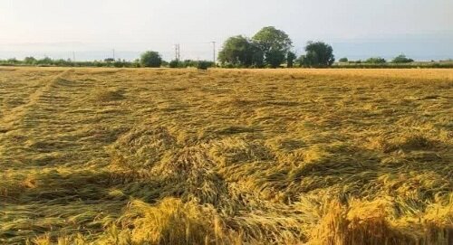 سفره‌ای که کشاورز مهاجر افغانستانی در ایران پهن کرده است!