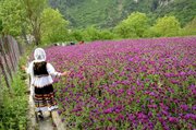 افزایش ۵۰ درصدی سطح زیر کشت گیاهان دارویی در گیلان/ ۱۱ هزار و ۷۰۰ بهره‌بردار داریم