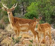 تولد نخستین گوساله گوزن زرد ایرانی در کشت و صنعت خرم‌آباد