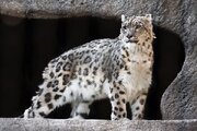 ببینید | لذت بردن پلنگ های برفی باشکوه از گرمای خورشید در باغ وحش مسکو