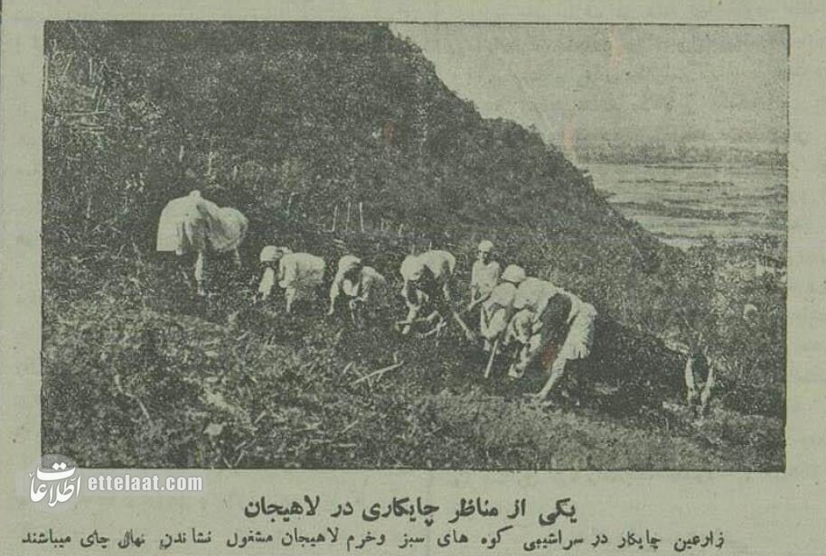 چایکاری در لاهیجان ۹۰ سال پیش/ عکس تاریخی