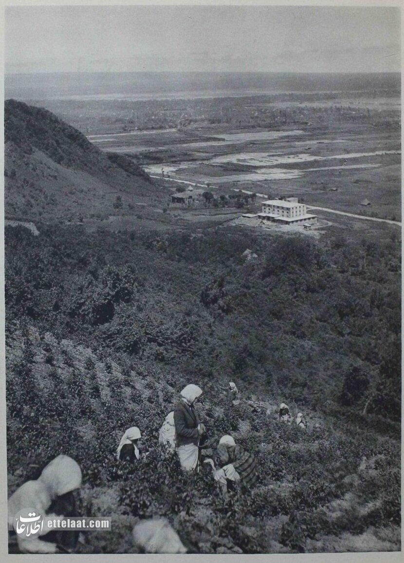 چایکاری در لاهیجان ۹۰ سال پیش/ عکس تاریخی