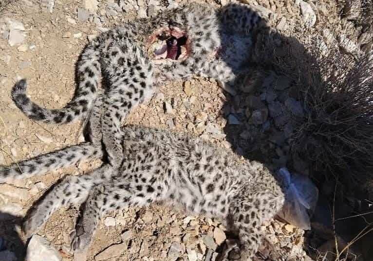 کشف لاشه ۲ توله پلنگ ایرانی/ عکس