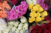 اولین گل‌های رز دنیا چه رنگی بودند؟