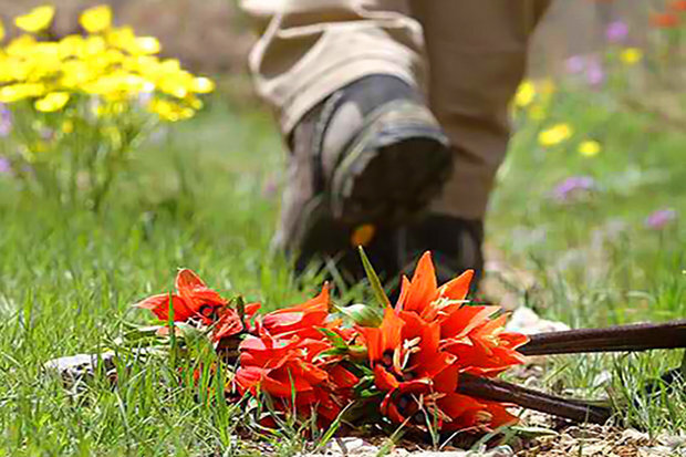 کندن لاله واژگون در ترکیه تا ۱۵۰۰۰ دلار جریمه دارد/ در ایران سازمانی ۹۰ هکتار مراتع میانکاله را برای ساخت پتروشیمی واگذار میکند