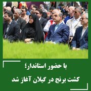 کشت برنج در گیلان آغاز شد