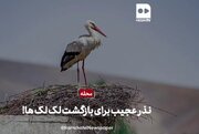 ببینید | ماجرای نذر خاص جوانان ری برای بازگشت لک‌لک‌ها