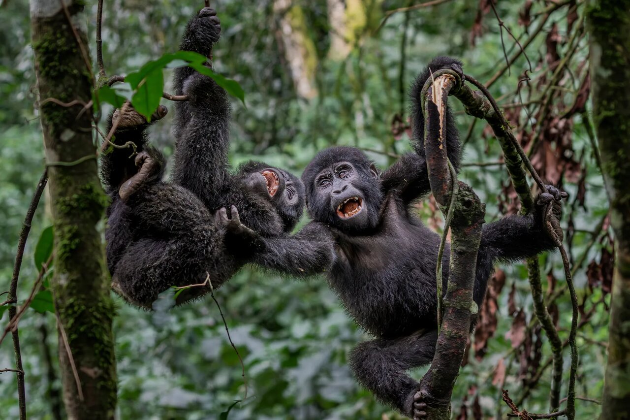 گزارش تصویری| ۲۰ تصویر فراموشنشدنی از دنیای حیوانات