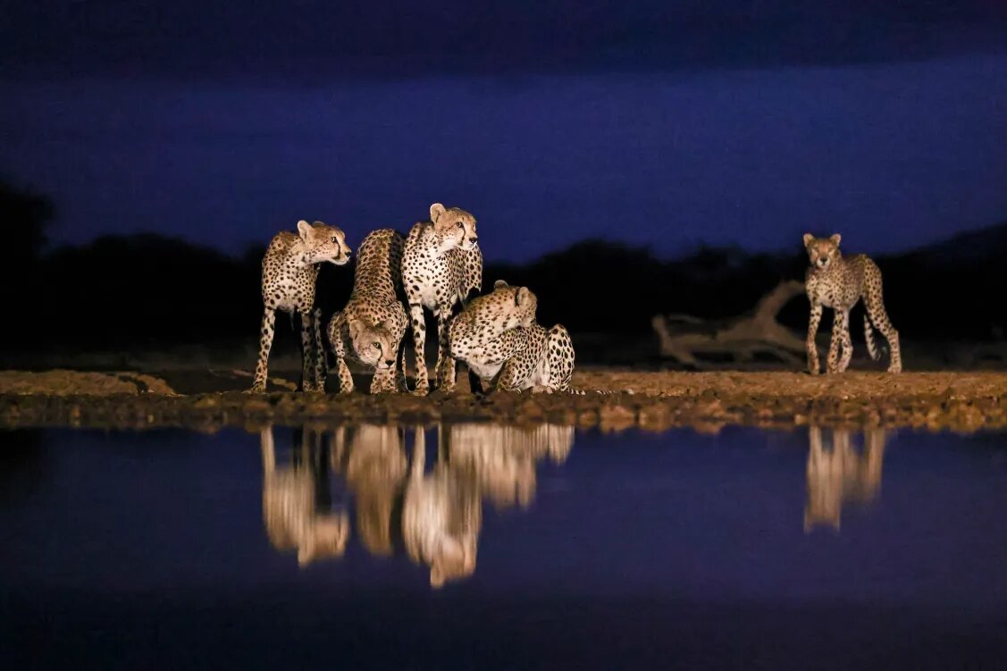 گزارش تصویری| ۲۰ تصویر فراموشنشدنی از دنیای حیوانات