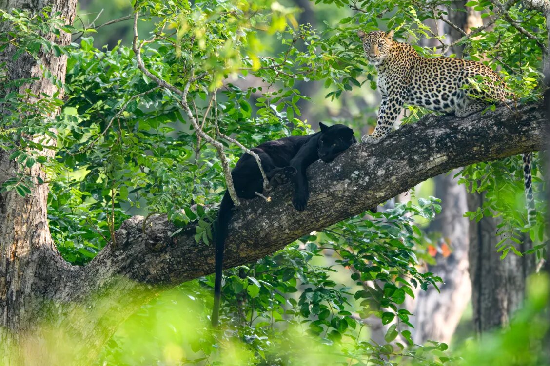 گزارش تصویری| ۲۰ تصویر فراموشنشدنی از دنیای حیوانات