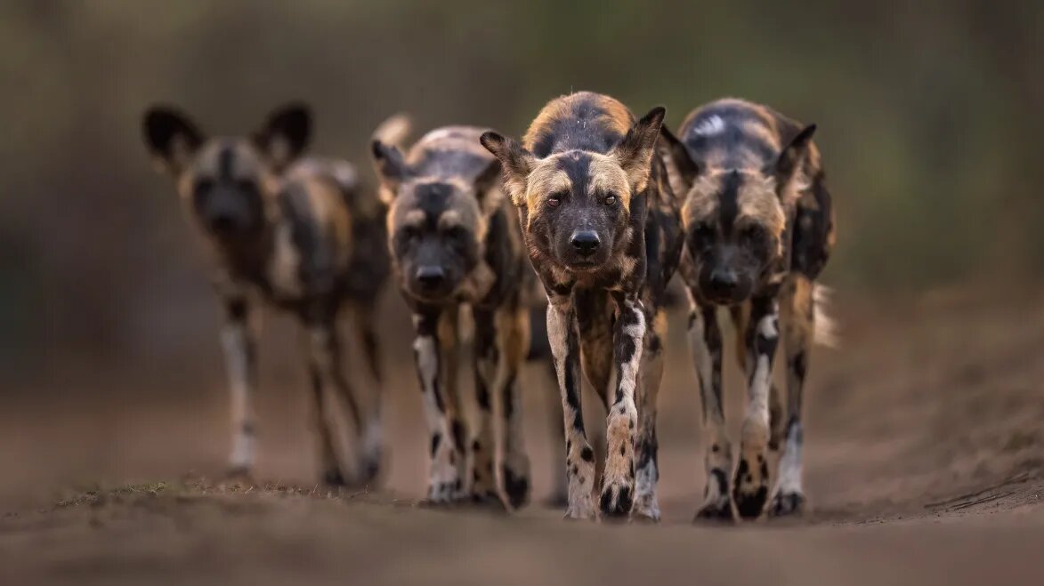گزارش تصویری| ۲۰ تصویر فراموشنشدنی از دنیای حیوانات