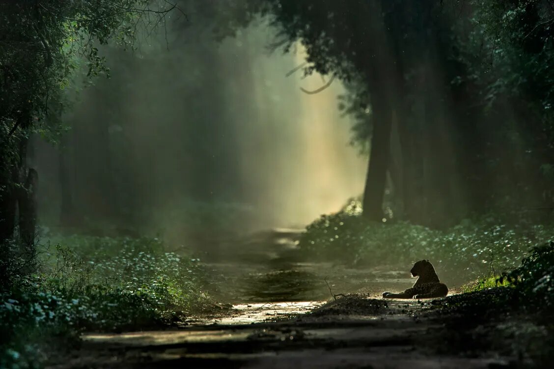 گزارش تصویری| ۲۰ تصویر فراموشنشدنی از دنیای حیوانات