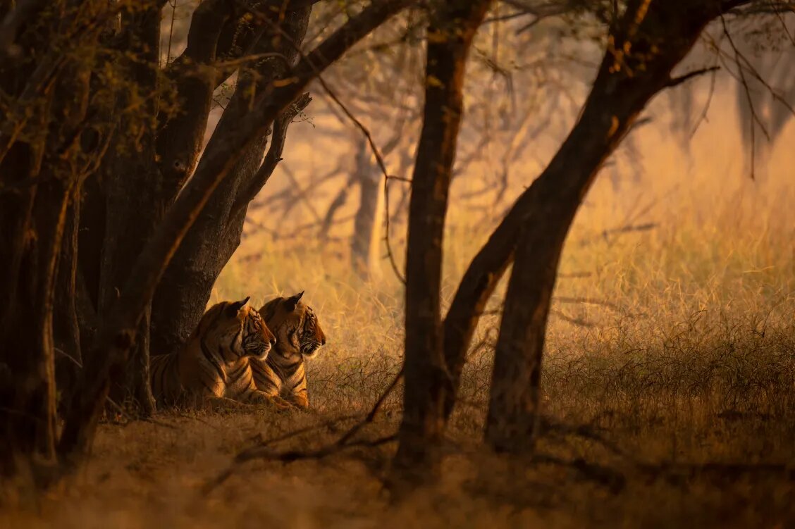 گزارش تصویری| ۲۰ تصویر فراموشنشدنی از دنیای حیوانات