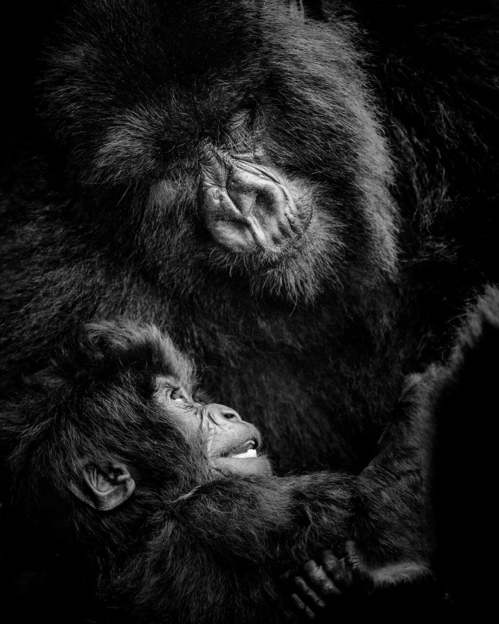 گزارش تصویری| ۲۰ تصویر فراموشنشدنی از دنیای حیوانات