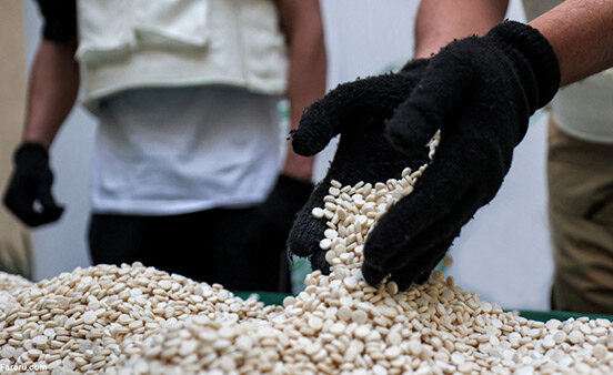 مخدری که داعشیها پیش از بریدن سر قربانی مصرف میکردند/ خطر بیخ گوش ایران؛ تا دیر نشده «کپتاگون» را بشناسید