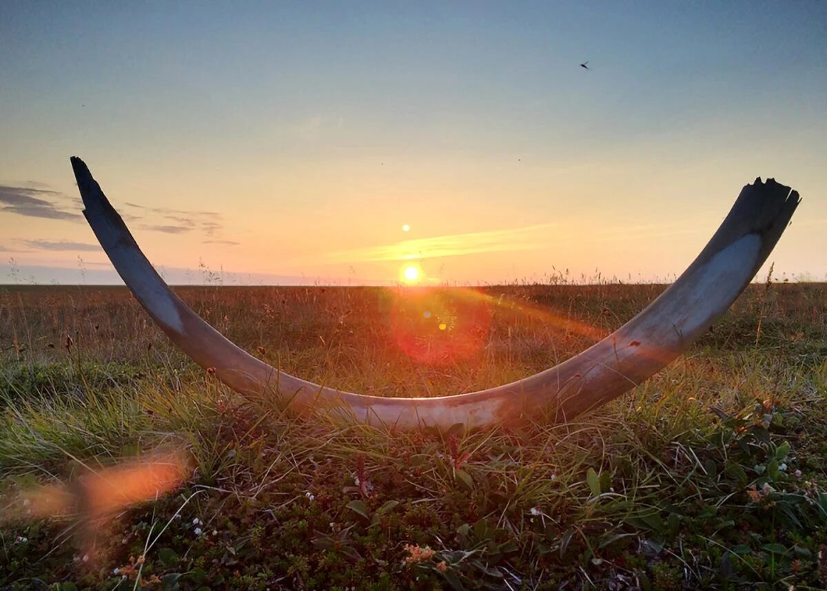 کشف ماموتهای یک میلیون ساله! تاریخ فرگشت از نو نوشته شد