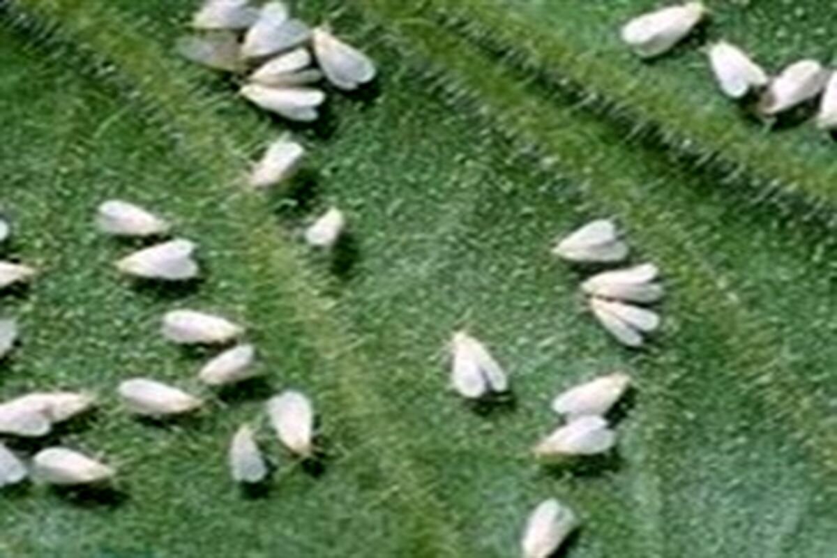 بازگشت پشههای سفید به تهران/ باز هم بوی نامطبوع در دریاچه خلیج فارس