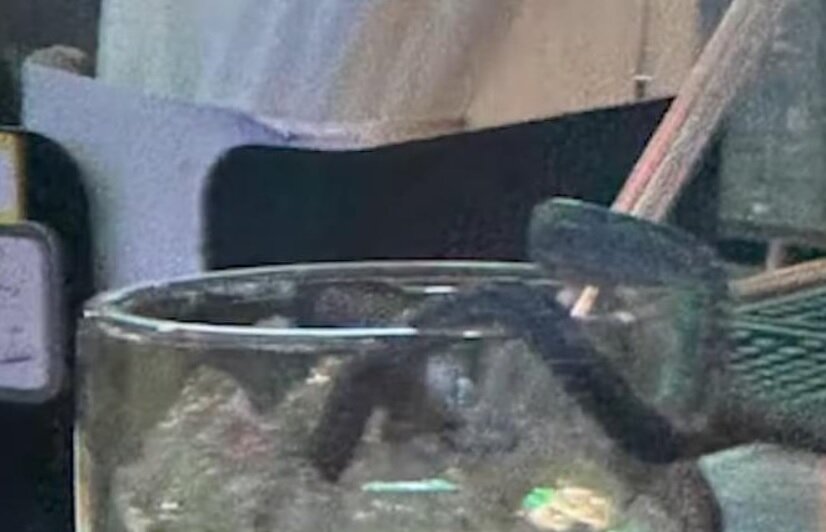 نوشیدنی ویژه با طعم مار در رستوران/ عکس