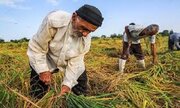 ۳۷ درصد اشتغال اردبیل در بخش کشاورزی است