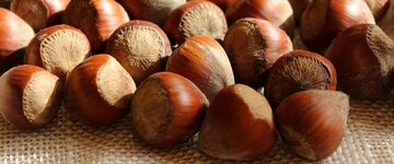 خواص فندق برای درمان کم خونی