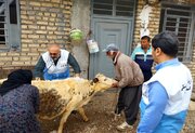 اجرای 14طرح پدافندی پایش بیماری‌های دامی و مشترک در لرستان