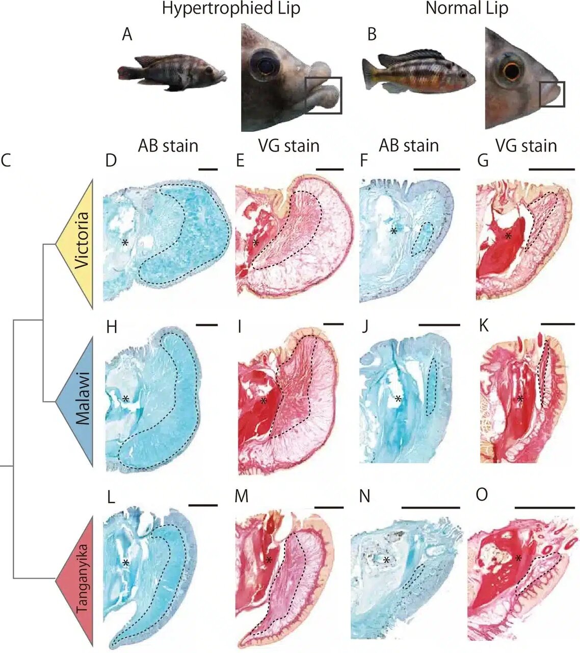 چرا لب بعضی ماهیها اینقدر بزرگ است؟