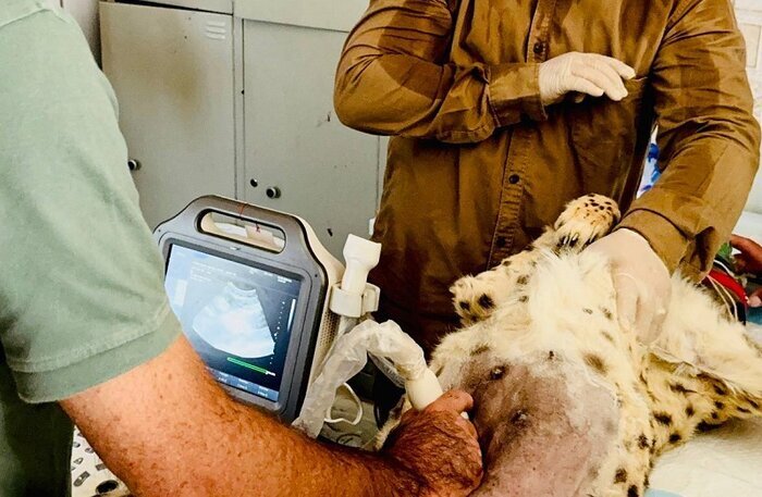 احتمال باردار نشدن «ایران» وجود دارد