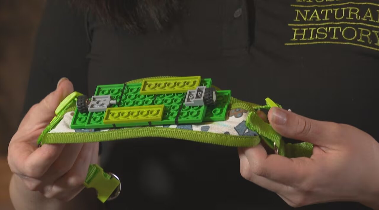 ساخت پای مصنوعی با استفاده از لگو برای لاکپشت/ عکس