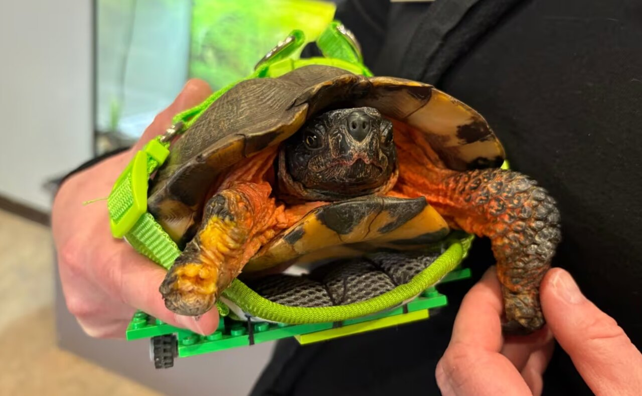 ساخت پای مصنوعی با استفاده از لگو برای لاکپشت/ عکس