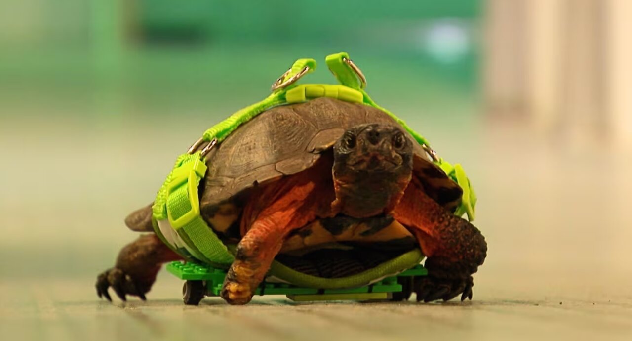 ساخت پای مصنوعی با استفاده از لگو برای لاکپشت/ عکس