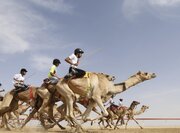 قلعه گنج میزبان مسابقه انتخابی تیم ملی شتردوانی