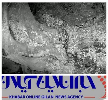 ثبت تصویر یک پلنگ ماده و توله اش در جنگلهای هیرکانی املش