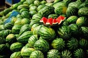 واکنش به یک ویدئوی وایرال شده / ادعای معاون دومای روسیه درباره هندوانه‌های ایرانی/ پاسخ کارشناس امنیت غذایی