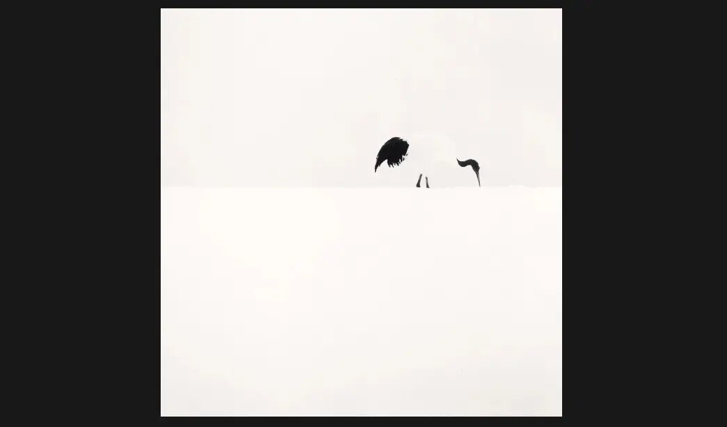 هایکوهای مایکل کِنا؛ عکاسی که هنوز به «نگاتیو» وفادار است+فریمهایی بدیع از طبیعت در غیاب انسان